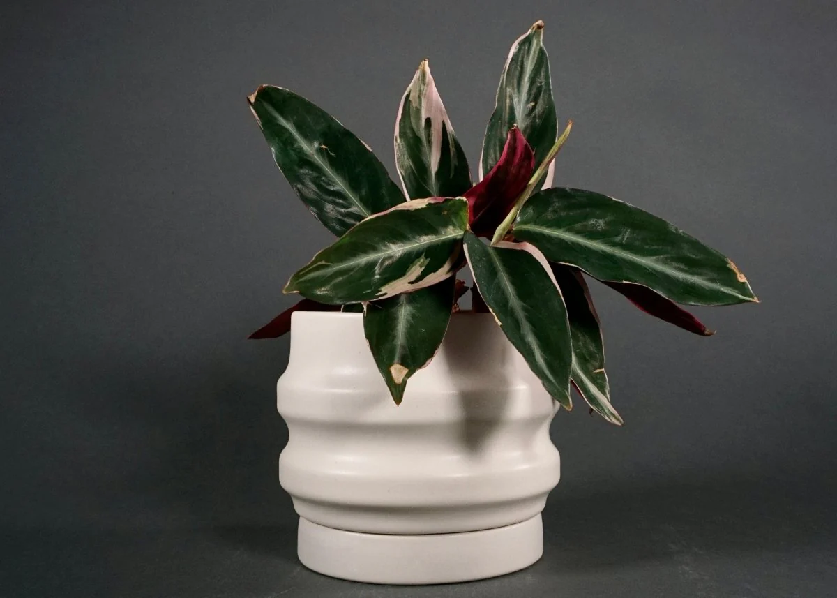 Ceramic Planters | Handcrafted Primera Planters Collection - Image 4